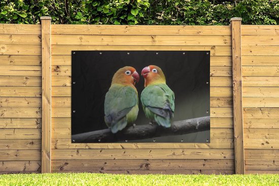 Décoration murale Impression photo Inséparables perroquets - 180x120 cm - Affiche jardin