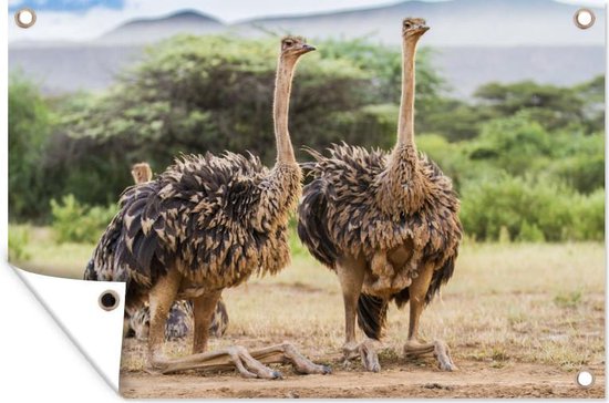 Affiche de jardin d'autruches femelles 120x80 cm - Toile de jardin / Peintures extérieur / Peintures d'extérieur (décoration de jardin)