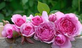 Mr. Darcy | Struikroos | Roze | Sterk geurend | 1,5 meter hoogte | Wortel