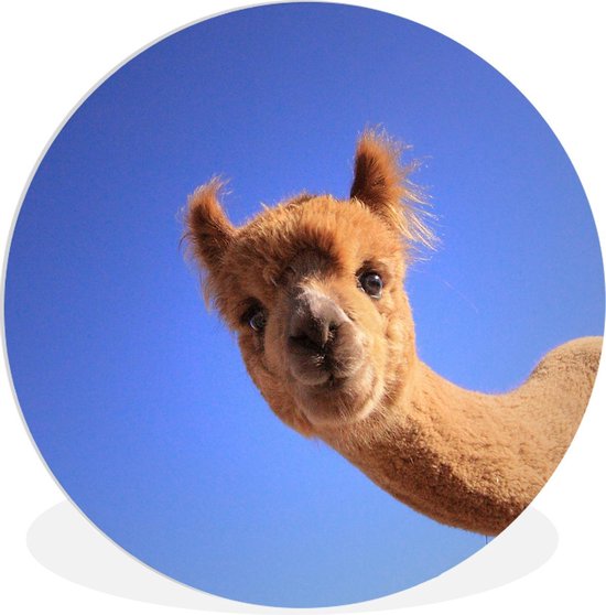 WallCircle - Wall Circle - Wall Circle Indoor - Alpaga - Blauw - Ciel - 120x120 cm - Décoration murale - Peintures Ronds XXL