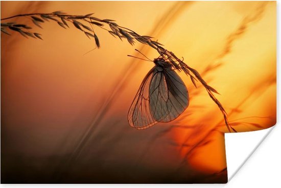 Poster Vlinders - Tarwe - Horizon - 90x60 cm