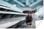Poster Hond rennend over tribune - 90x60 cm