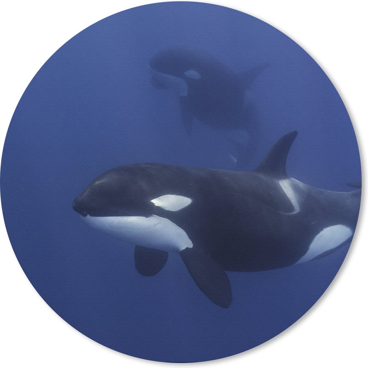 Muismat rond 20x20 cm - Mousepad Twee orka's in helder water - Ronde muismatten