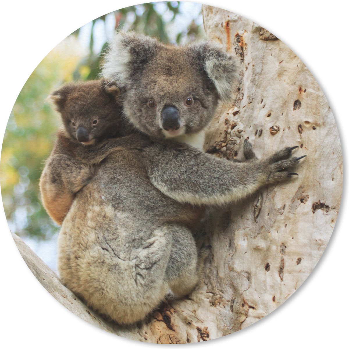 Muismat rond 50x50 cm - Mousepad Koala's - Kind - Boom - Kinderen - Jongetje - Meiden - Ronde muismatten