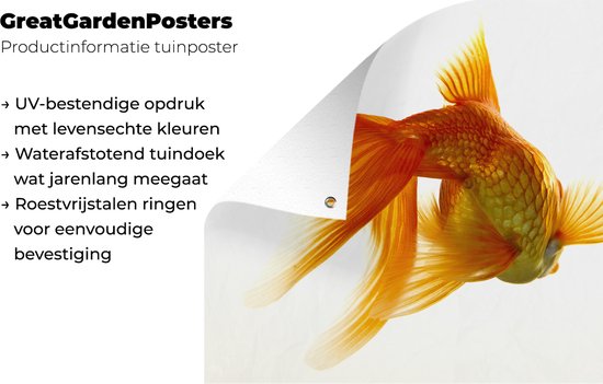 Poster Jardin Poisson rouge - Animaux aquatiques marins - Wit - 200x200 cm - Toile jardin - Poster extérieur