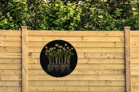 Tuincirkel Meerder narcissen met bollen op een zwarte achtergrond - 90x90 cm - Ronde Tuinposter - Buiten