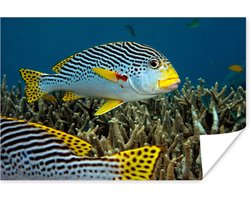 Poster Vis - Bodem - Zee - 30x20 cm