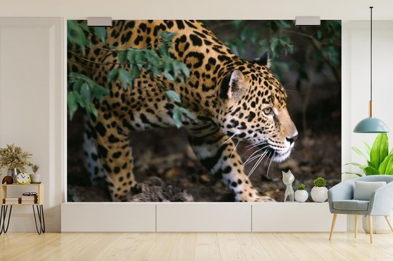 Papier peint Papier peint photo en vinyle - Jaguar rampant en forêt largeur 600 cm x hauteur 400 cm - Tirage photo sur papier peint (disponible en 7 tailles)