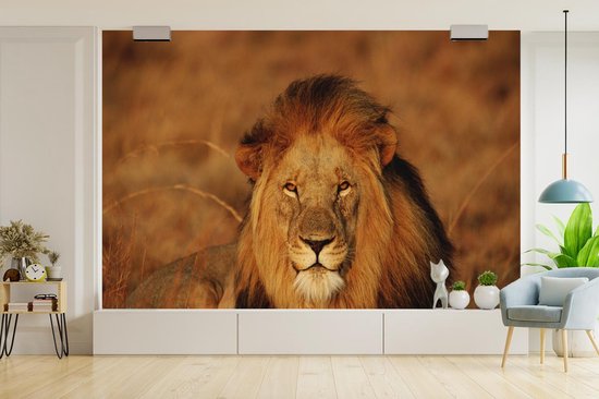 Papier peint photo peint photo Lion - nieuw - Lion regardant dans l'appareil fotobehang vinyle largeur 330 cm x hauteur 220 cm - Impression photo sur papier peint vinyle (disponible en 7 tailles) - chambre/salon/bureau