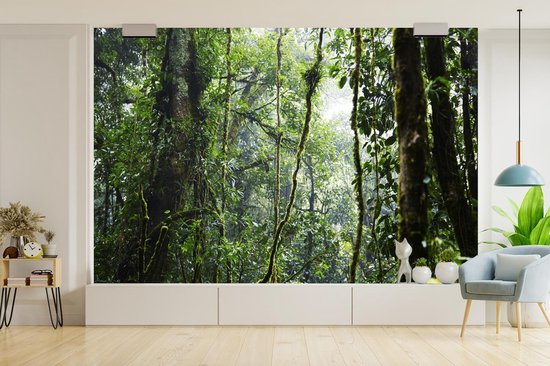 Papier peint Papier peint photo en vinyle - Forêt tropicale humide largeur 360 cm x hauteur 240 cm - Tirage photo sur papier peint (disponible en 7 tailles)