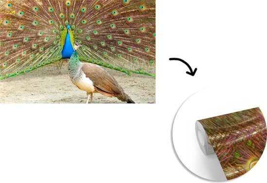Paon vert mâle montre des plumes au paon femelle papier peint photo vinyle 360x240 cm - Tirage photo sur papier peint