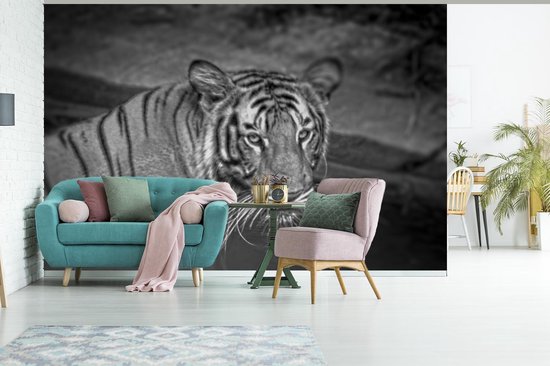 Papier peint photo peint photo vinyle - Tigre dans l'eau largeur 600 cm x hauteur 400 cm - Tirage photo sur papier peint (disponible en 7 tailles)