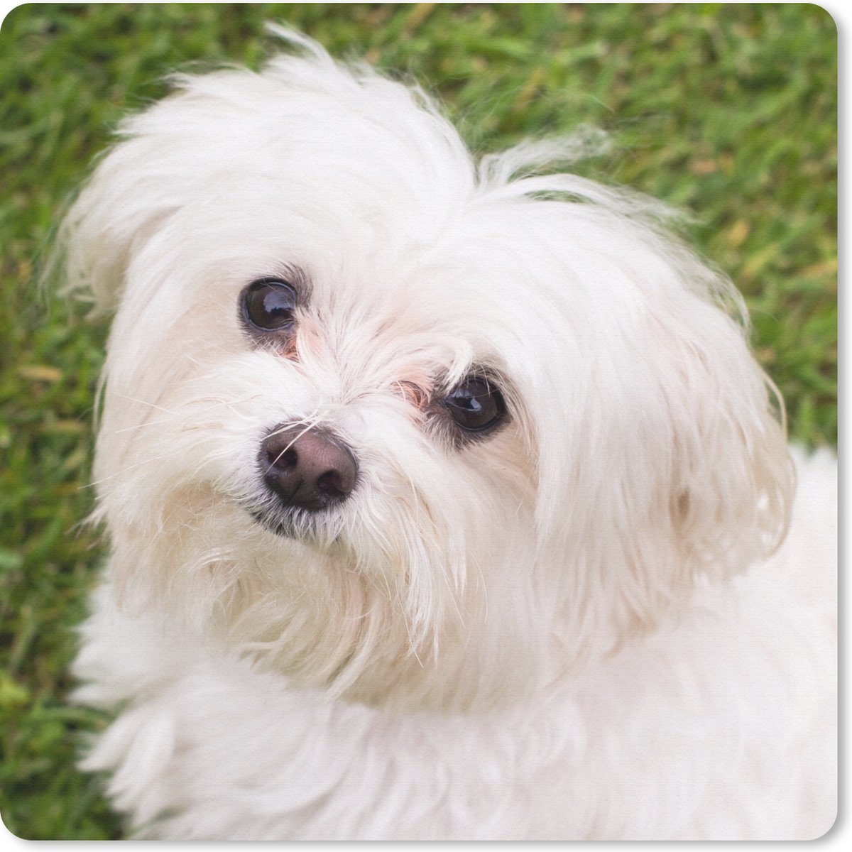 Muismat 30x30 cm - Mousepad Maltezer hond kijkt naar boven - Muismatten