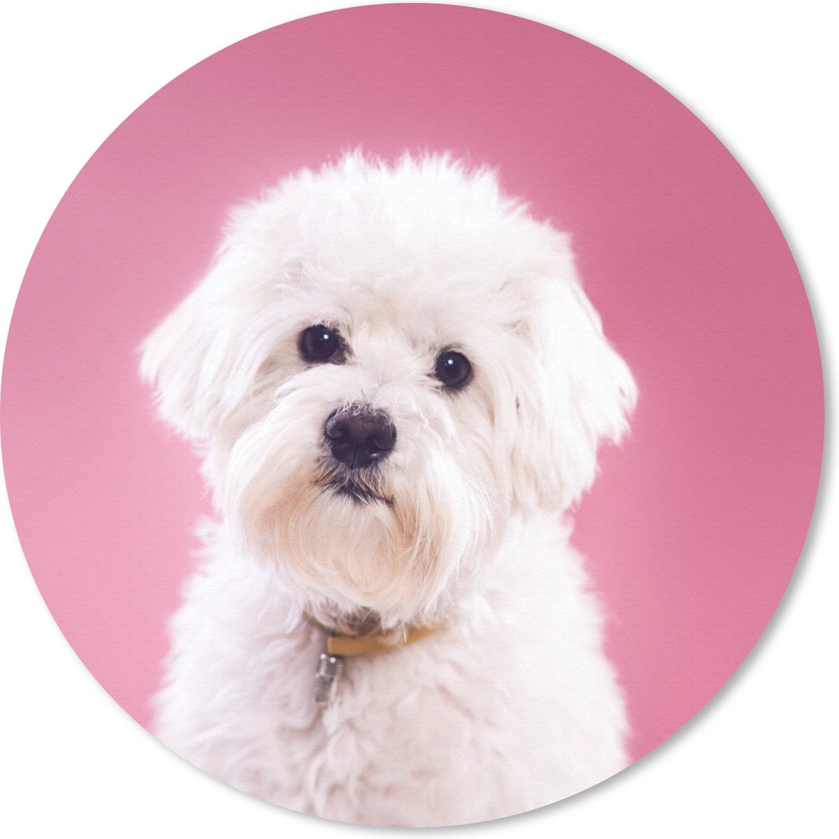 Muismat rond 30x30 cm - Mousepad Maltezer hond met een roze achtergrond - Ronde muismatten