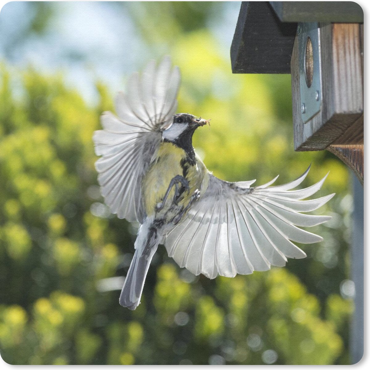 Muismat 20x20 cm - Mousepad Een koolmees vliegt een vogelhuisje in - Muismatten