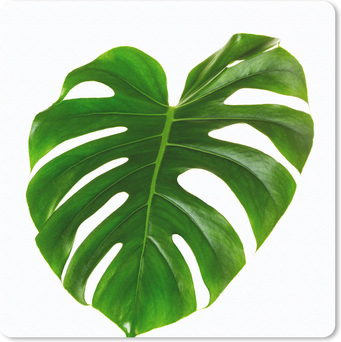 Muismat 30x30 cm - Mousepad Groot botanisch blad op een blanke achtergrond - Muismatten
