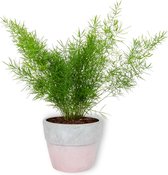 Kamerplant Asparagus Sprengeri – Sierasperge - ± 25cm hoog – 12 cm diameter - in betonnen roze pot