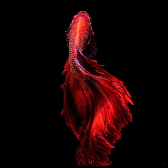 Red darkness – 100cm x 100cm - Fotokunst op PlexiglasⓇ incl. certificaat & garantie.