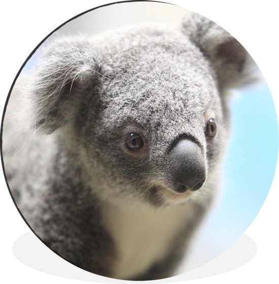 WallCircle - Cercle Mural - Cercle Mural - Koala - Portrait - Animal - Enfants - Garçons - Meiden - Aluminium - Dibond - 90x90 cm - Intérieur et Extérieur