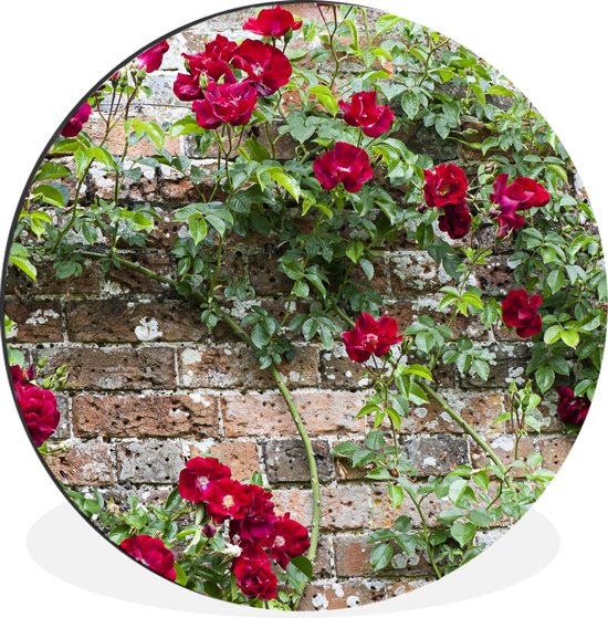 WallCircle - Wandcirkel - Muurcirkel - Klimplant met rode bloemen op een stenen muur - Aluminium - Dibond - ⌀ 60 cm - Binnen en Buiten