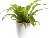 Plant in hydrocultuur systeem van Botanicly: Nestvaren met weinig onderhoud – in wit kleurig hydrocultuur sierpot – Hoogte: 30 cm – Asplenium Antiquum