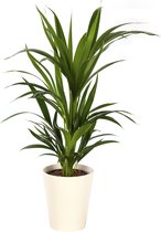 Plant in hydrocultuur systeem van Botanicly: Kentiapalm  met weinig onderhoud – Hoogte: 65 cm – Howea forsteriana Kentia