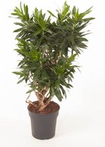 Kamerplant van Botanicly – Drakenboom – Hoogte: 90 cm – Dracaena reflexa