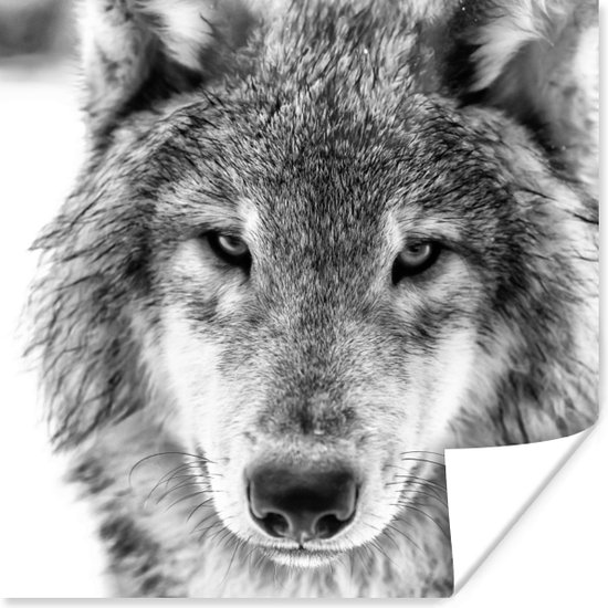Poster Dierenprofiel wolf in zwart-wit