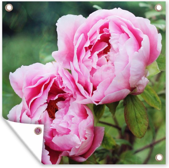 Posters de Posters de jardin Pivoines roses dans le jardin - 50x50 cm