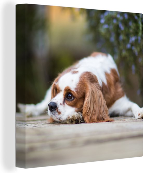 Canvas Schilderij Cavalier King Charles-spaniël ligt lekker op een houten tafel - Wanddecoratie