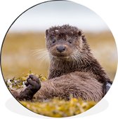 Wall Circle - Wall Circle - Scottish Otter - Aluminium - ⌀ 30 cm - Intérieur et Extérieur