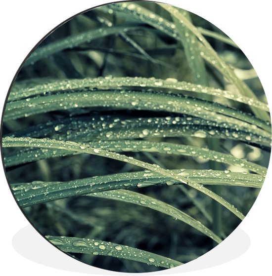 WallCircle - Wandcirkel - Muurcirkel - Groen botanisch gras na regenval - Aluminium - Dibond - ⌀ 60 cm - Binnen en Buiten