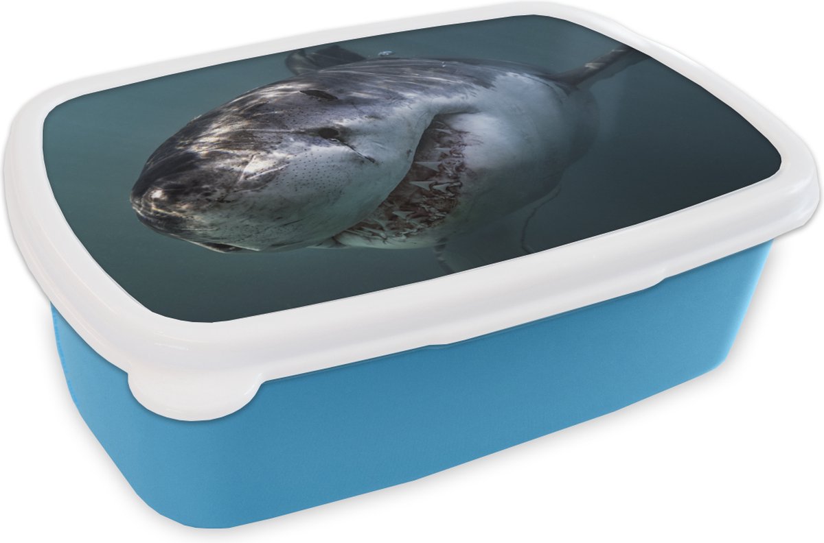 Broodtrommel Blauw - Lunchbox - Brooddoos - Haai - Wit - Water - 18x12x6 cm - Kinderen - Jongen