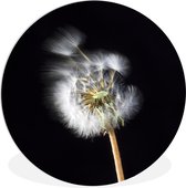 WallCircle - Wall Circle - Wall Circle Indoor - Une Fleur de Pollen sur Fond Noir - 140x140 cm - Décoration murale - Peintures Ronds
