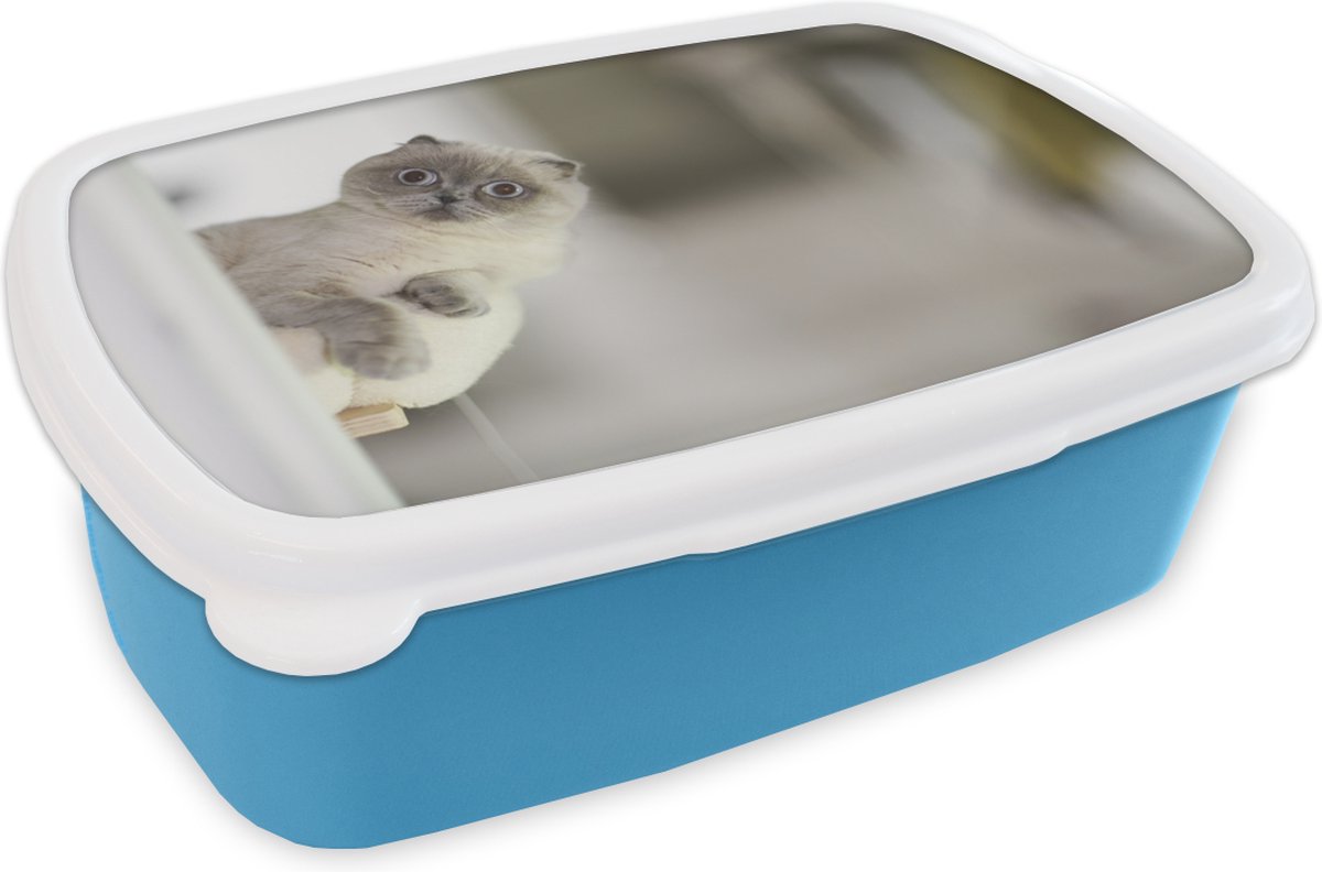 Broodtrommel Blauw - Lunchbox - Brooddoos - Kat - Dier - Woonkamer - 18x12x6 cm - Kinderen - Jongen