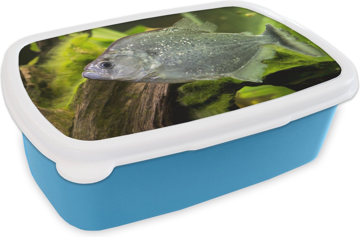 Broodtrommel Blauw - Lunchbox - Brooddoos - Vis - Groen - Vis - 18x12x6 cm - Kinderen - Jongen