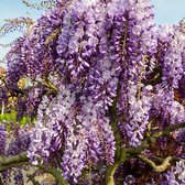 Blauwe regen Wisteria 'Prolific' - Winterhard - Paars - Klimplant- ↑ 55-65 cm - Pot-Ø 15 cm