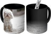 Magische Mok - Foto op Warmte Mokken - Koffiemok - Een Maltezer hond wordt uitgelaten - Magic Mok - Beker - 350 ML - Theemok