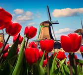 Nederlandse tulpen voor de molens van Amsterdam - Fotobehang (in banen) - 450 x 260 cm