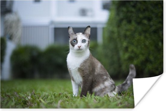 Siamese kat Poster - Foto print op Poster (wanddecoratie woonkamer / slaapkamer) / Huisdieren Poster