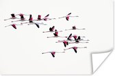 Poster Een zwerm flamingo's vliegt door de lucht - 120x80 cm