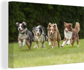 Canvas Schilderij 4 rennende honden op een rij - 60x40 cm - Wanddecoratie