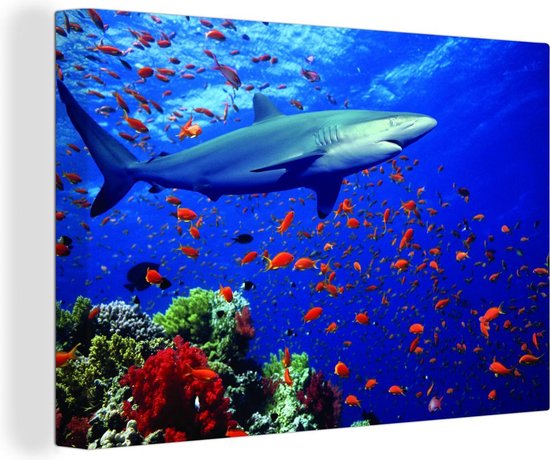 Canvas Schilderij Haai bij koraalrif - 30x20 cm - Wanddecoratie