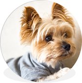 WallCircle - Cercle mural ⌀ 90 - Yorkshire Terrier portant un pull - Tableaux ronds salon - Plaque murale ronde - Cercle Décoration murale - Décoration chambre intérieur - Décoration murale - Accessoires de maison