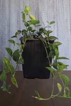 20 stuks | Blauwe Maagdenpalm - Pot P9 - Wintergroen - Bloeiende plant - Kleinbladig - Langzame groeier