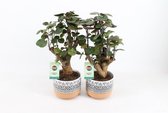 Kamerplanten van Botanicly – 2 × Polyscias Fabian in gevormde keramiek pot als set – Hoogte: 40 cm