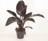 Kamerplant van Botanicly – Philodendron Imperial Red – Hoogte: 45 cm