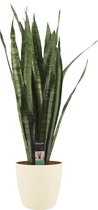 Kamerplant van Botanicly – Vrouwentongen incl. crème kleurig sierpot als set – Hoogte: 100 cm – Sansevieria Zeylanica