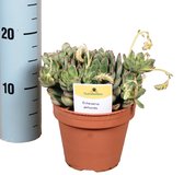 Cactus van Botanicly – Echeveria – Hoogte: 25 cm