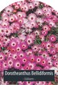 foto van Bloemzaden - Ijsbloem - Dorotheanthus Bellidiformis - Inclusief Handleiding